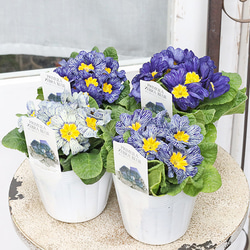 花苗 常緑樹 メラレウカ・ティーツリー トピアリー仕立て 4号ポット