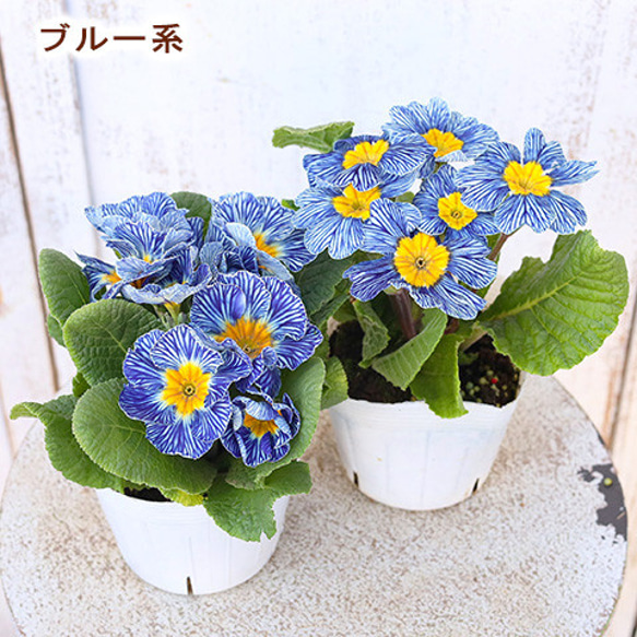 再入荷花苗 プリムラ ポリアンサ ストライプ 3.5号ポット 育てやすい 良く咲く 寄せ植え 春まで咲く 6枚目の画像