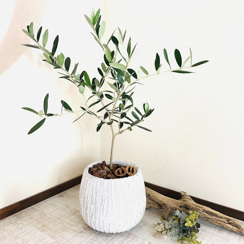 平和の樹 オリーブ 5号 陶器鉢 受け皿付き 観葉植物 インテリア 引越し