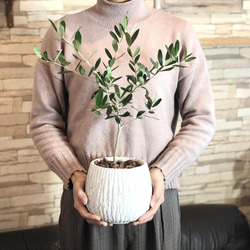 平和の樹　オリーブ　5号　陶器鉢　受け皿付き　観葉植物　インテリア　引越し祝い 1枚目の画像