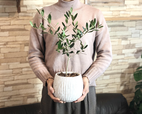 8e084793a84ab2cb8eae2b38a0d882