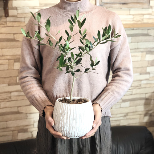 平和の樹 オリーブ 5号 陶器鉢 受け皿付き 観葉植物 インテリア 引越し