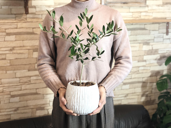 平和の樹 オリーブ 5号 陶器鉢 受け皿付き 観葉植物 インテリア 引越し