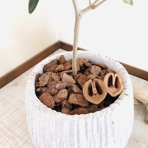 平和の樹 オリーブ 5号 陶器鉢 受け皿付き 観葉植物 インテリア 引越し