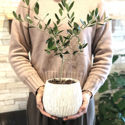 平和の樹　オリーブ　5号　陶器鉢　受け皿付き　観葉植物　インテリア　引越し祝い 2枚目の画像