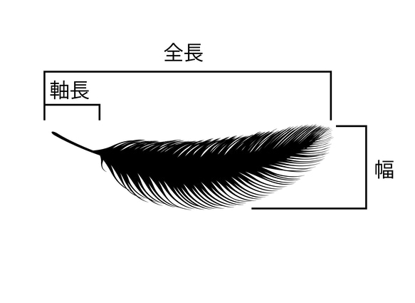 国産・初列風切・大 4枚目の画像