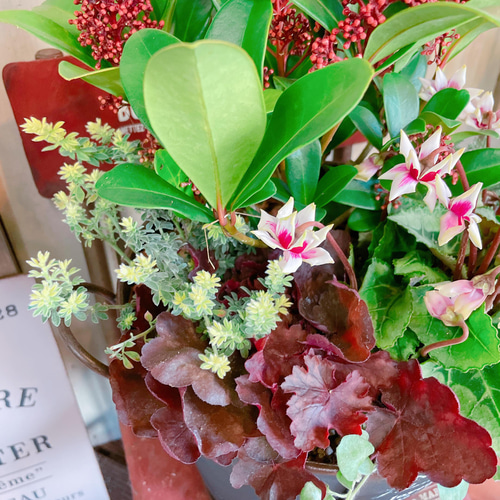 【セール】ブリガミア　インシグニス　No.004　鉢、送料込　メルカリ便 現品♡【スキミア入り素敵なガーデニング】6種類寄せ植え！シックな