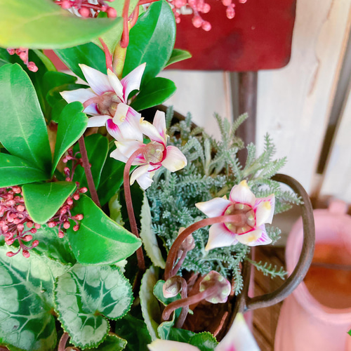 現品♡【スキミア入り素敵なガーデニング】6種類寄せ植え！シックな