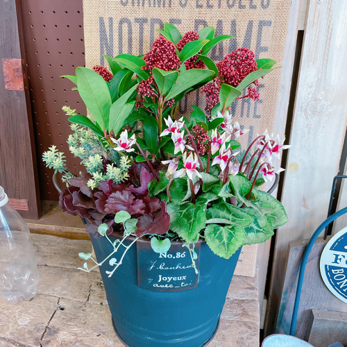 現品♡【スキミア入り素敵なガーデニング】6種類寄せ植え！シックな