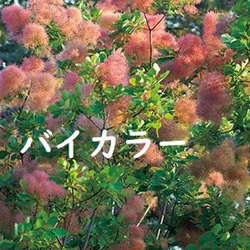 スモークツリー　バイカラー　花穂のグラデ―ジョンがかわいい♪　落葉性耐寒花木 1枚目の画像