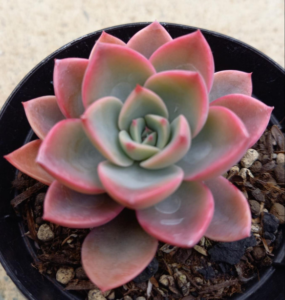 おまとめ中！39SALE！多肉植物^o^  ティンカーベル 多肉植物 