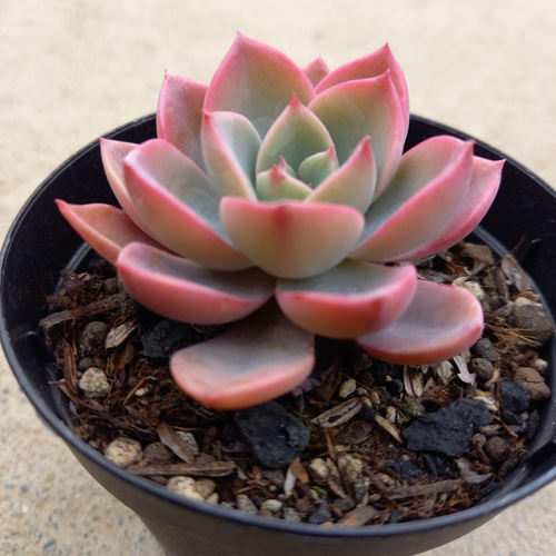 おまとめ中！39SALE！多肉植物^o^  ティンカーベル Dou Dou 多肉植物】【ティンカーベル】新築祝い│ギフト│販促