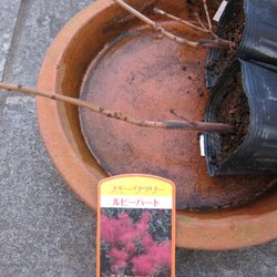 スモークツリー　ルビーハート　丈夫で矮性　赤い花穂　耐寒性落葉花木 5枚目の画像