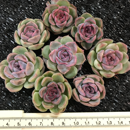 新品種 多肉植物 エケベリア white sand 肉厚 カット苗 多肉植物 愛