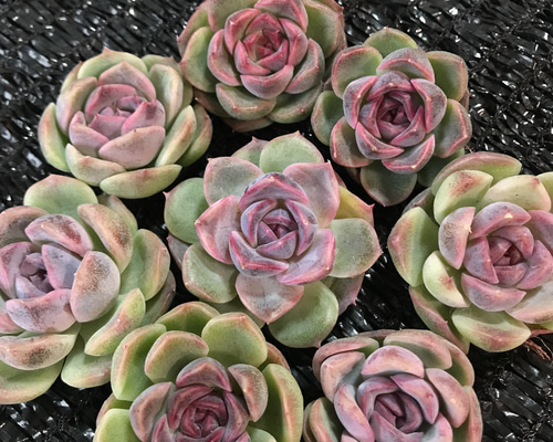 ☆LS82☆a.c多肉植物エケベリア〈カット苗〉☆寄植えMIXサイズ色々☆