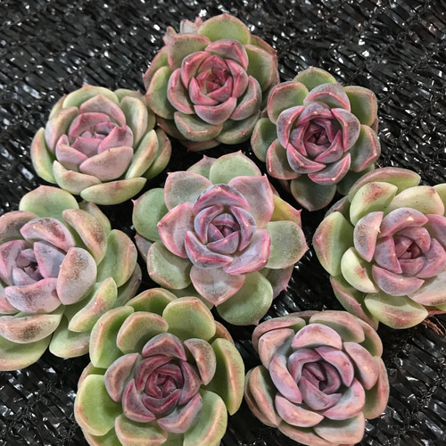 新品種 多肉植物 エケベリア white sand 肉厚 カット苗 多肉植物 愛