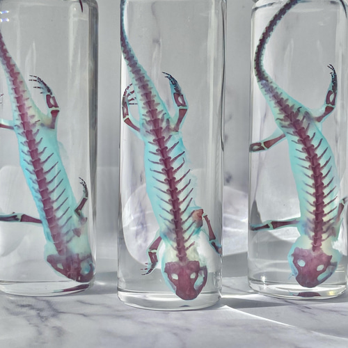 透明標本(シリケンイモリ 全長約140mm) (良品)