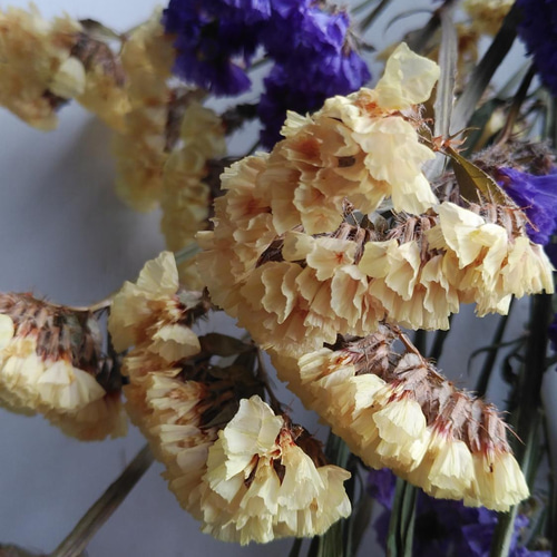 ドライフラワー❇️マグノリア❣️ スターチスのドライフラワー ドライフラワー nyao-mery 通販