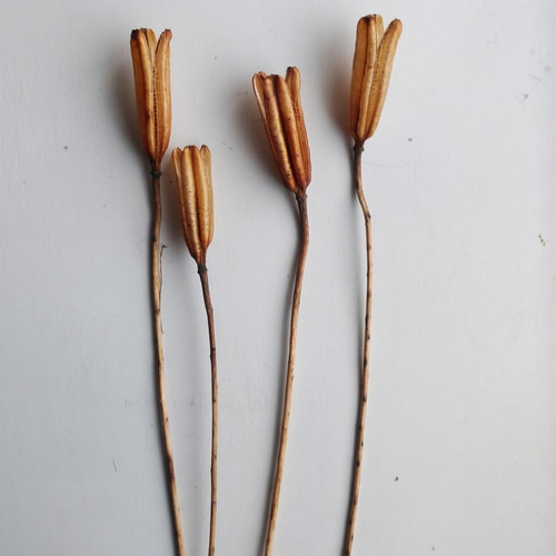 高砂ユリの種殻 ドライフラワー nyao-mery 通販 13124588｜Creema