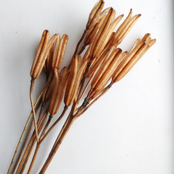 ❇️ドライフラワー ユリの花殻❣️ ゆりの花殻 ユリの花殻 ドライフラワー花材 - メルカリ