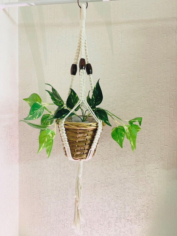 壁掛け植物インテリア～マクラメ編み～ 1枚目の画像