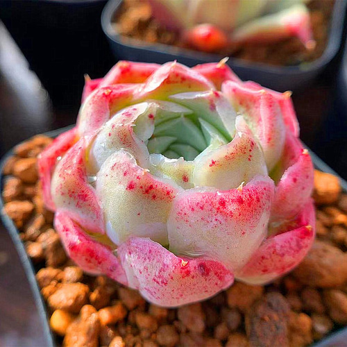 多肉植物 聖夜の薔薇 花芽つき 抜き苗 エケベリア 多肉植物 聖夜の薔薇