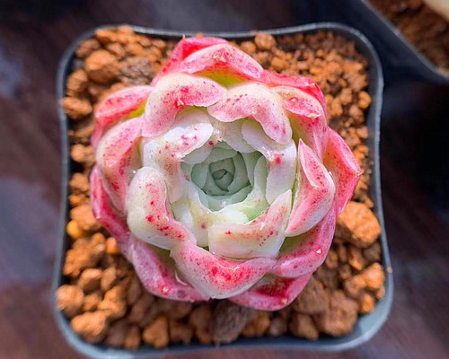 742e2e9df7096a19a6326a43b79d0c