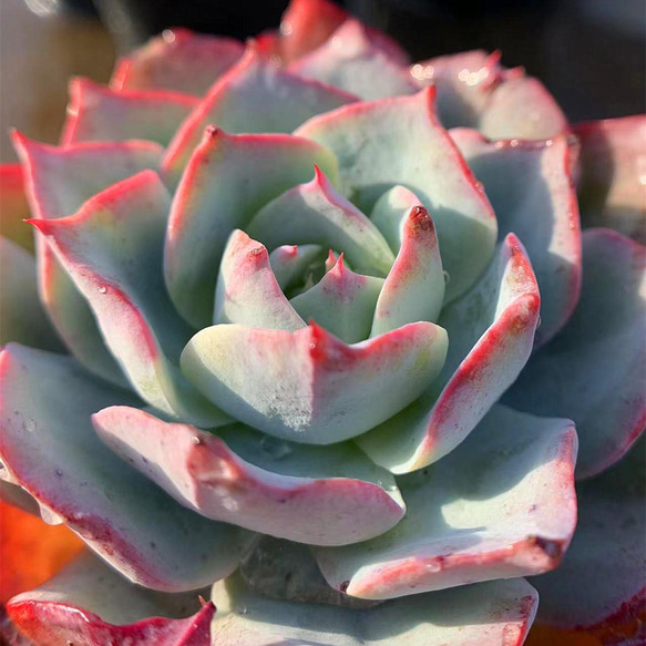 288.多肉植物 寄せ植え エケベリア属 ロンザニー（大） Echeveria