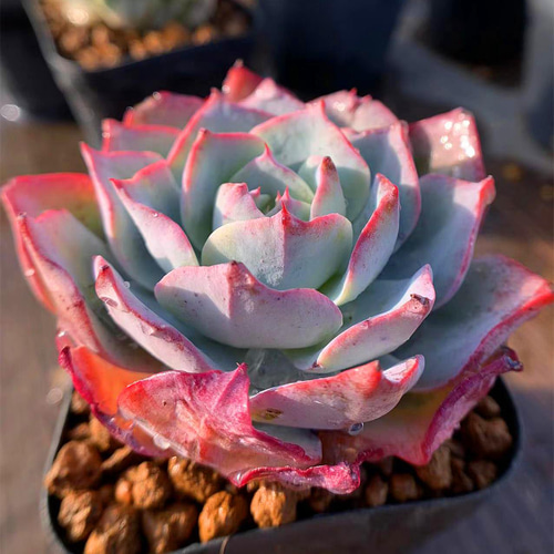 288.多肉植物 寄せ植え エケベリア属 ロンザニー(大 288.多肉植物 寄せ植え エケベリア属 ロンザニー(大