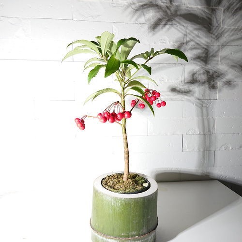 ○数量限定○ 縁起の良い木 ”万両（マンリョウ）大実万両宝船 赤実付き