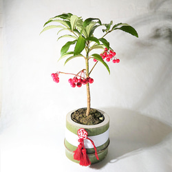 【縁起木/縁起物】大サイズ【野生の万両/マンリョウ】天然/里山自生/元気いっぱい 縁起木/縁起物】大サイズ【野生の万両/マンリョウ】天然/里山自生/元気