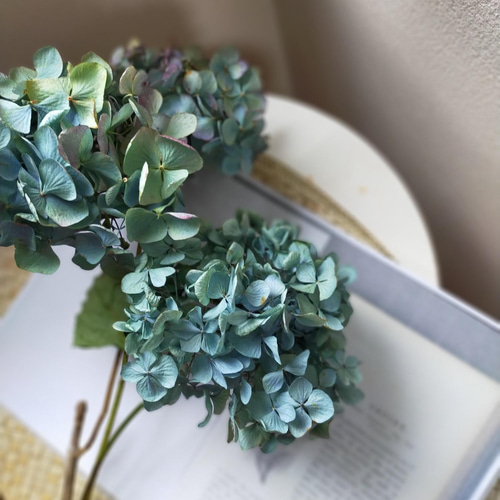 紫陽花ドライフラワー H7 120サイズ 北海道産 秋色紫陽花 美品 秋色紫陽花 ドライフラワー （目安：60サイズ） 送料無料