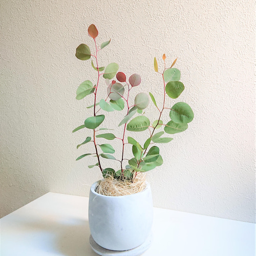 ○数量限定○新作○ユーカリの樹 ”ユーカリ ポポラス（○マルバ