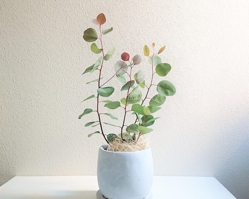 専用＊ユーカリポポラス.グニユーカリ.フレッシュ詰め合わせ　 80サイズ t-315_4-1.jpg