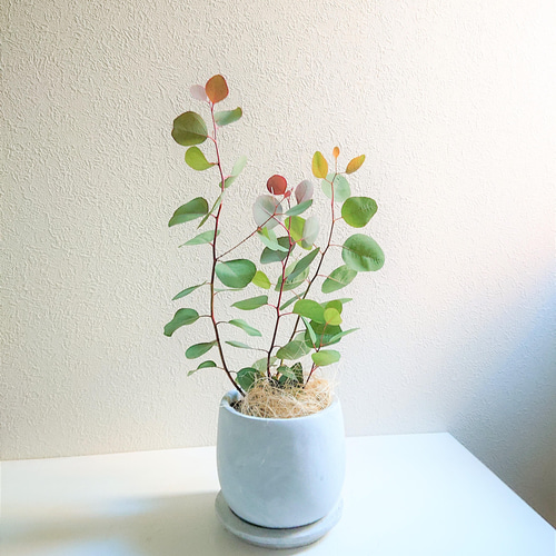 ○数量限定○新作○ユーカリの樹 ”ユーカリ ポポラス（○マルバ