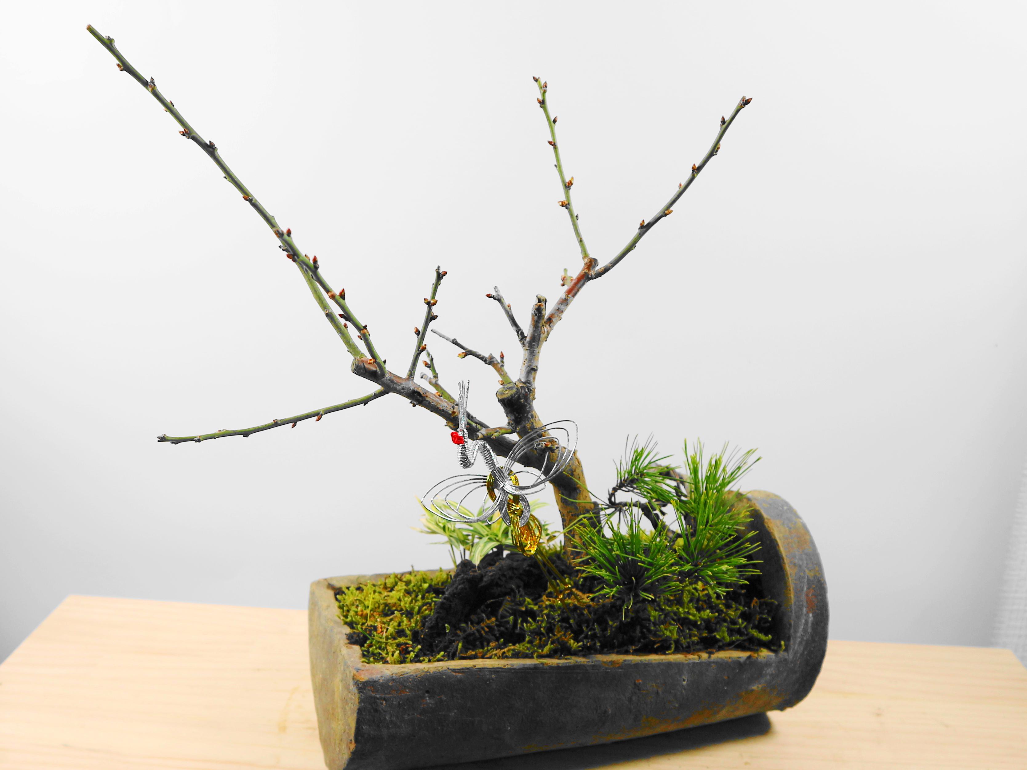 定番の冬ギフト イワヒバ 盆栽 瓦 - blvckout.london