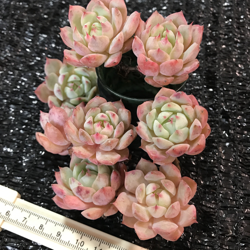 新品種 多肉植物 エケベリア 桜 カット苗 1苗1500円 多肉植物 愛多肉