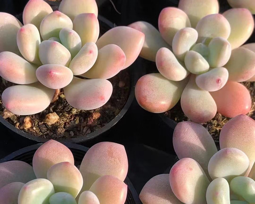 新品種 多肉植物 xylitol ぷくぷく カット苗 多肉植物 愛多肉-(AI