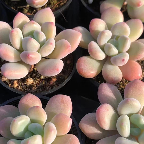 新品種 多肉植物 xylitol ぷくぷく カット苗 多肉植物 愛多肉-(AI