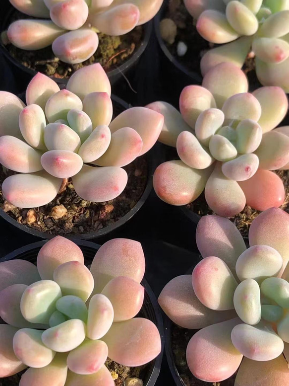 新品種 多肉植物 xylitol ぷくぷく カット苗 多肉植物 愛多肉-(AI