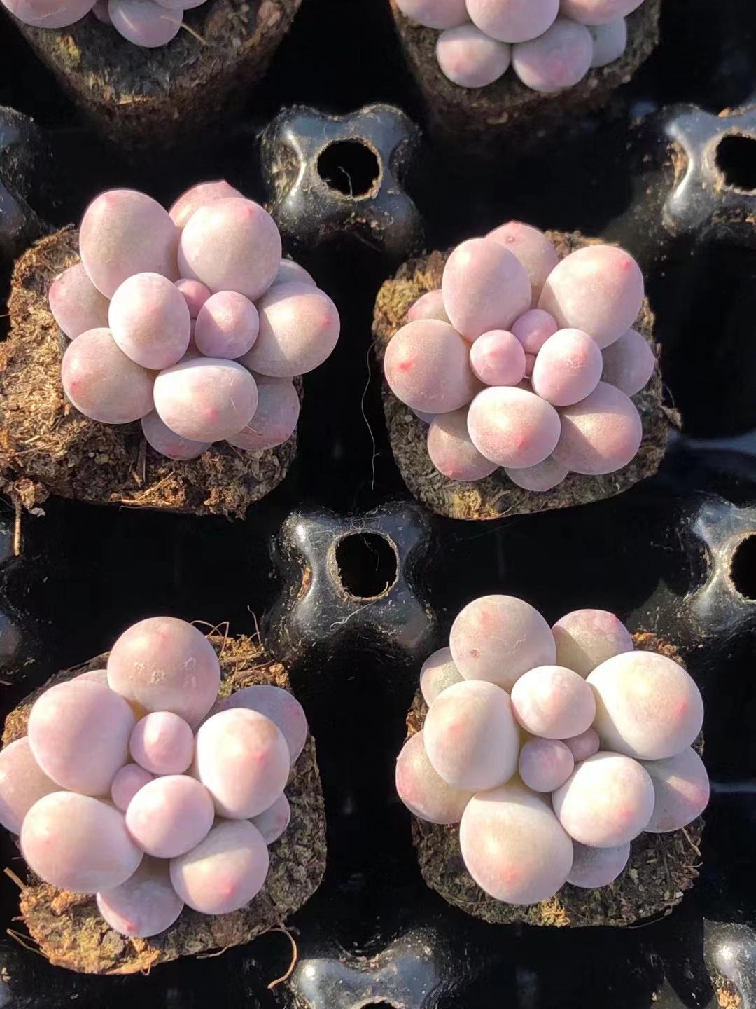 多肉植物 ぷくぷく♡小苗セット 多肉植物 ぷくぷく♡小苗セット