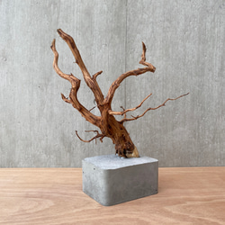 コンクリート盆栽 ( M brown A -3 ) 流木 オブジェ ディスプレイ 高級 スタイリッシュ アート デザイン 7枚目の画像