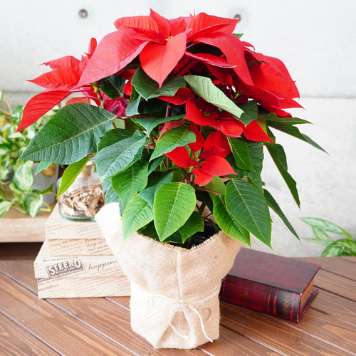 値下げ中❄️クリスマスを飾る祝福の花♪ポインセチア◇5号 ギフト