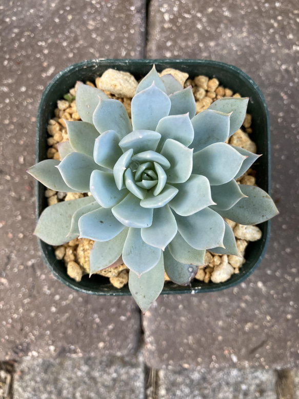 多肉植物　ブルークラウド　 抜き苗　エケベリア ブルークラウド エケベリア 多肉植物 抜き苗 根張り良好 元気苗 その他