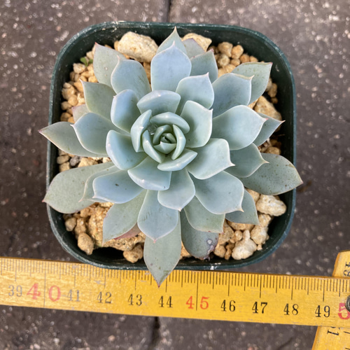 多肉植物　ブルークラウド　 抜き苗　エケベリア ブルークラウド エケベリア 多肉植物 抜き苗 根張り良好 元気苗