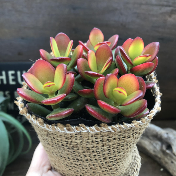 姫黄金花月♡金のなる木♡紅葉♡多肉植物 9枚目の画像