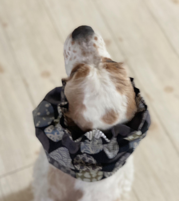和柄ドッド◉ブラック　犬用スヌード　中型犬用スヌード 5枚目の画像