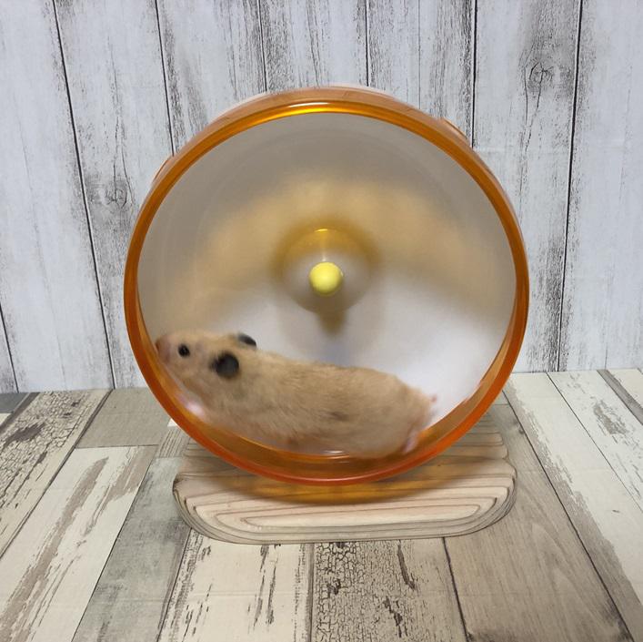 ʕ•ᴥ•ʔDUFFYʕ•ᴥ•ʔ様確認用　ハムスター　ホイールスタンド　餌皿 ʕ•ᴥ•ʔDUFFYʕ•ᴥ•ʔ様確認用 ハムスター ホイールスタンド 餌