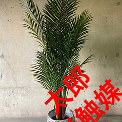 光触媒　人工観葉植物　ウォールグリーン　フェイク　アレンジ　アレカヤシ155 1枚目の画像