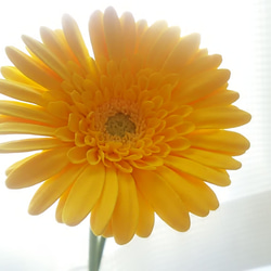 《定制》 ❁深橙色和黃色粘土花非洲菊 2 件套，室內花，花瓶 ❁ 第10張的照片